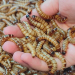 Live food Mealworm and Superworm